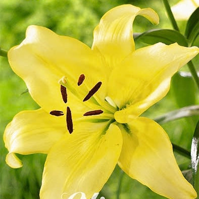 Asiatlilje-Lilium Yellow Power NYHET 2-pakke